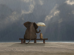 bigstock-elephant-and-dog-sit-under-the-41672560